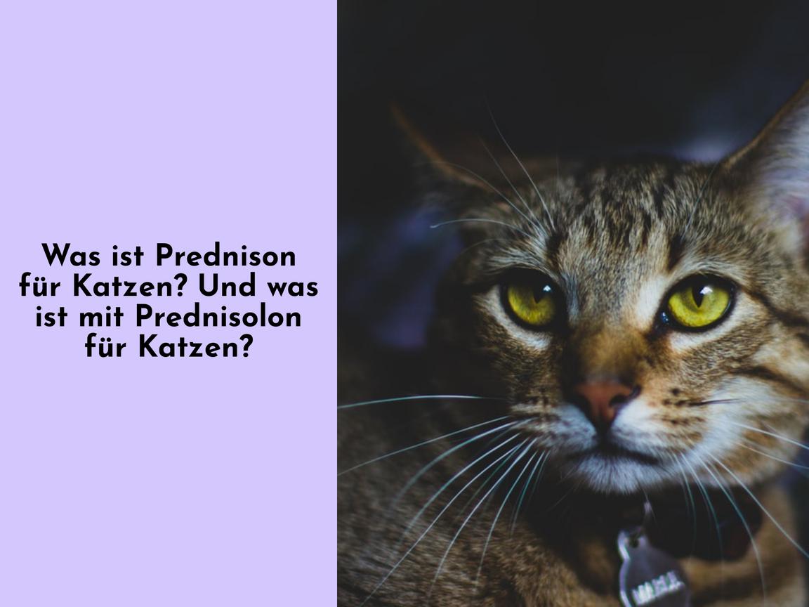 Was ist Prednison für Katzen? Und was ist mit Prednisolon für Katzen?