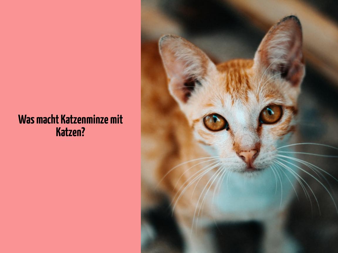 Was macht Katzenminze mit Katzen?