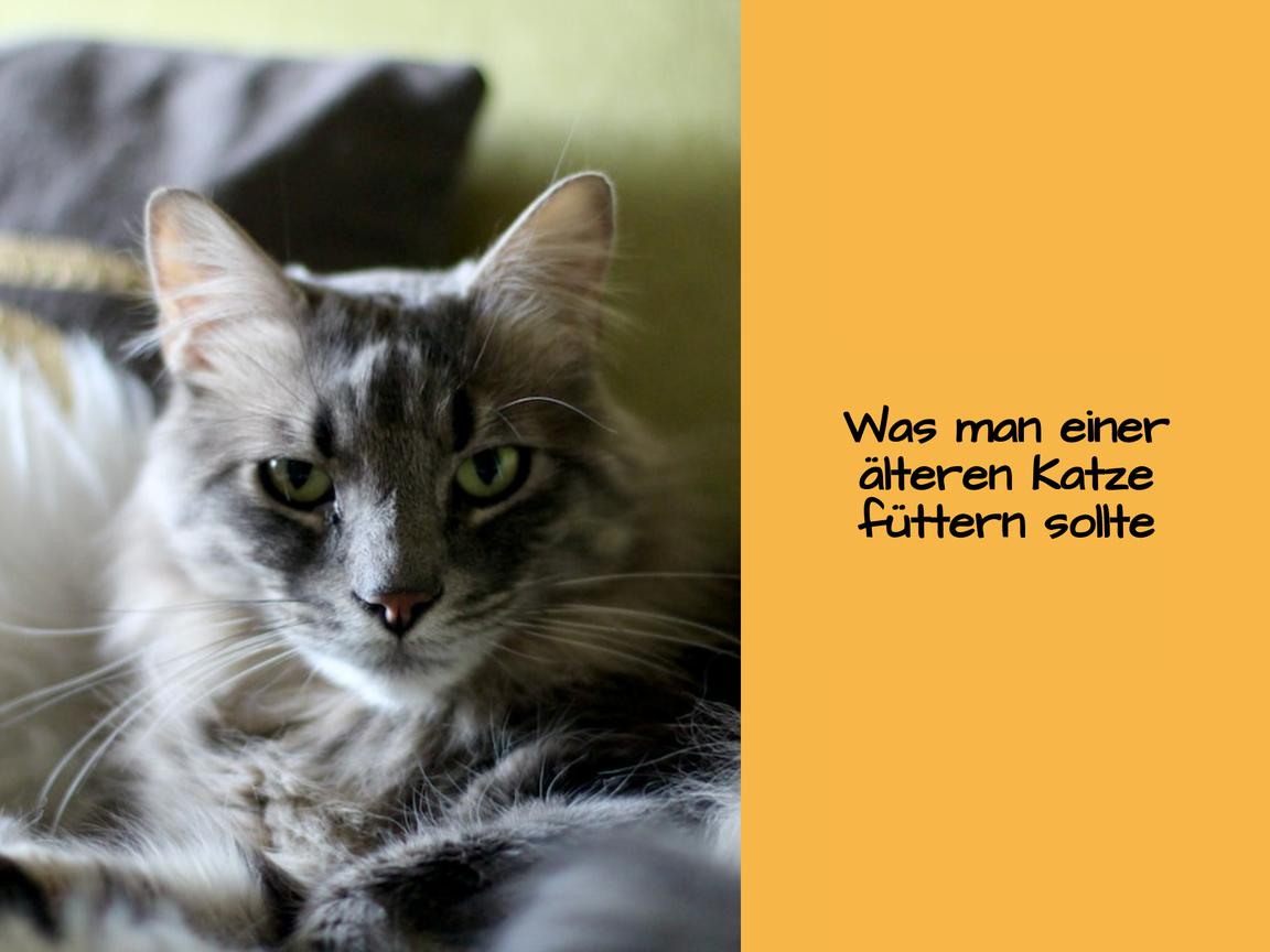 Was man einer älteren Katze füttern sollte