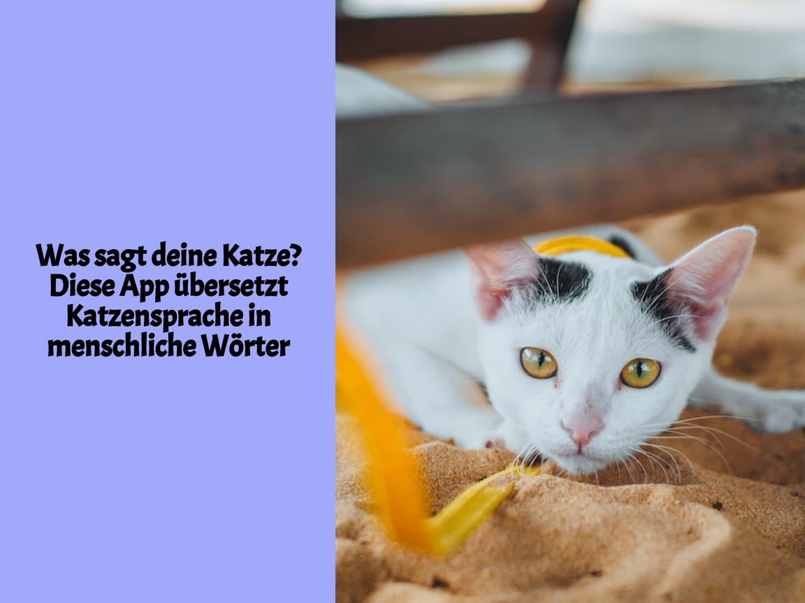 Was sagt deine Katze? Diese App übersetzt Katzensprache in menschliche Wörter