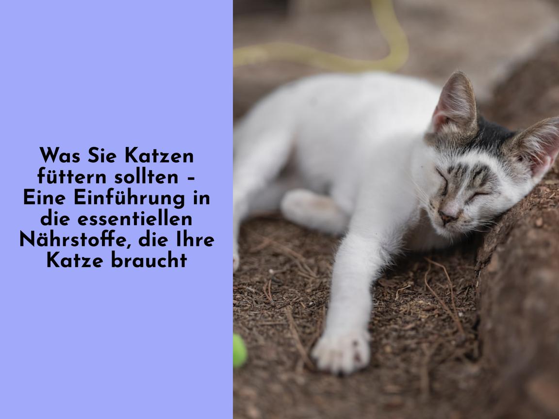 Was Sie Katzen füttern sollten – Eine Einführung in die essentiellen Nährstoffe, die Ihre Katze braucht