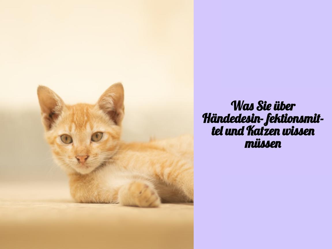 Was Sie über Händedesinfektionsmittel und Katzen wissen müssen