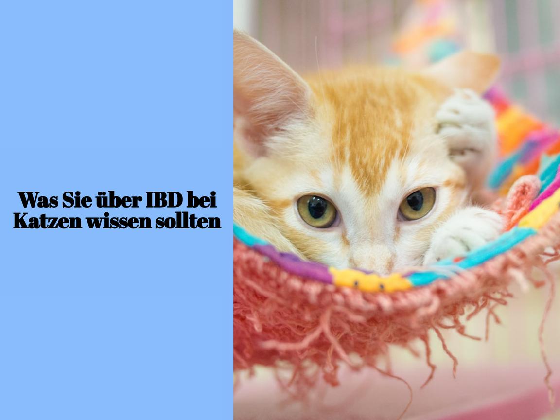 Was Sie über IBD bei Katzen wissen sollten