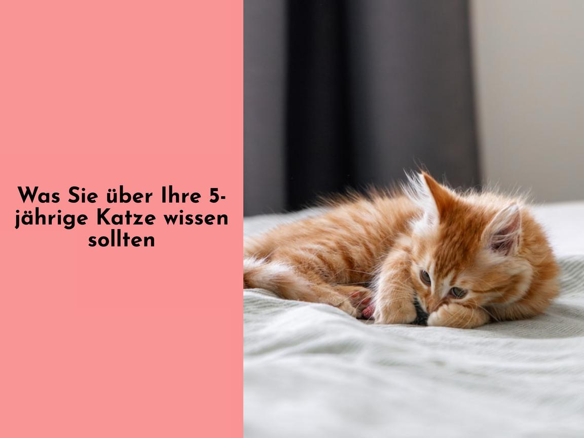 Was Sie über Ihre 5-jährige Katze wissen sollten