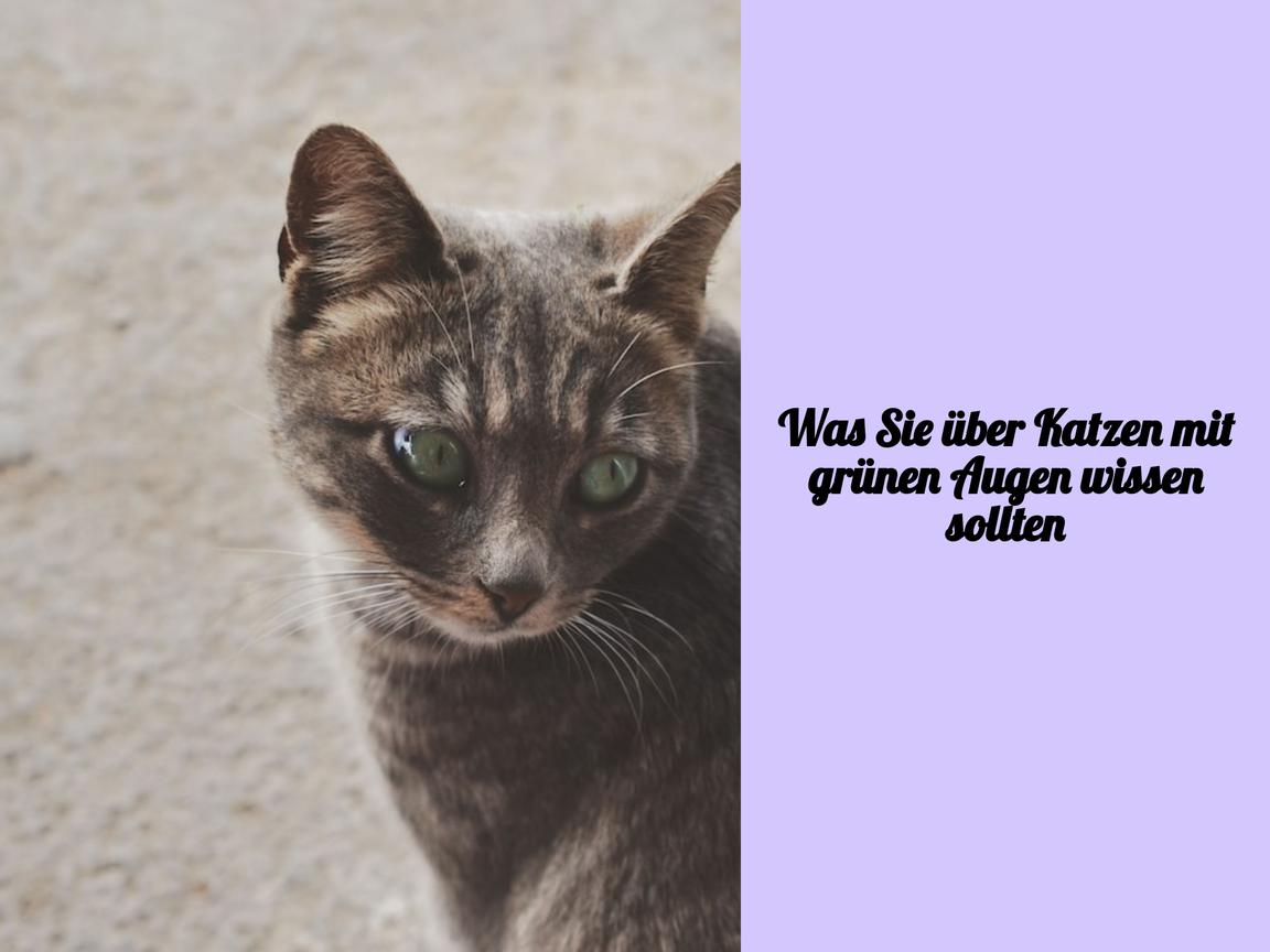 Was Sie über Katzen mit grünen Augen wissen sollten