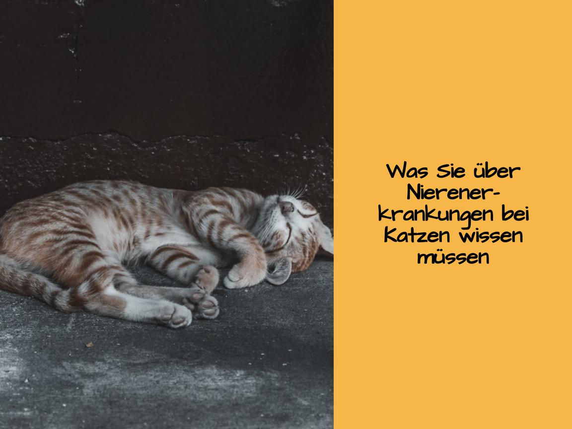 Was Sie über Nierenerkrankungen bei Katzen wissen müssen