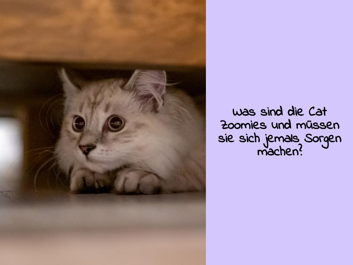 Was sind die Cat Zoomies und müssen sie sich jemals Sorgen machen?