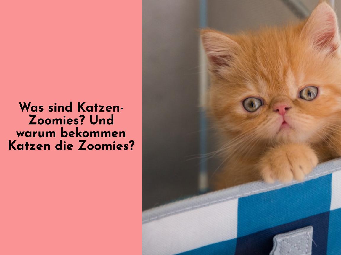 Was sind Katzen-Zoomies? Und warum bekommen Katzen die Zoomies?