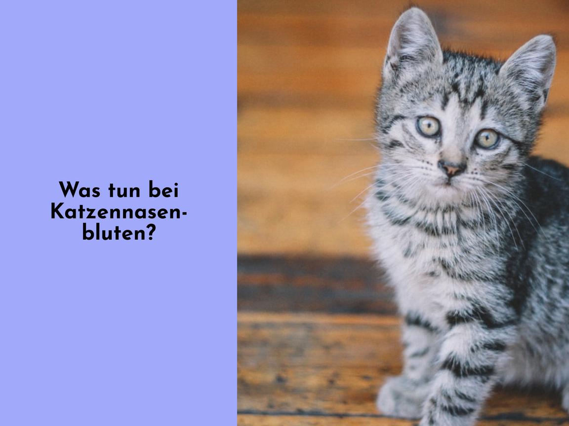 Was tun bei Katzennasenbluten?