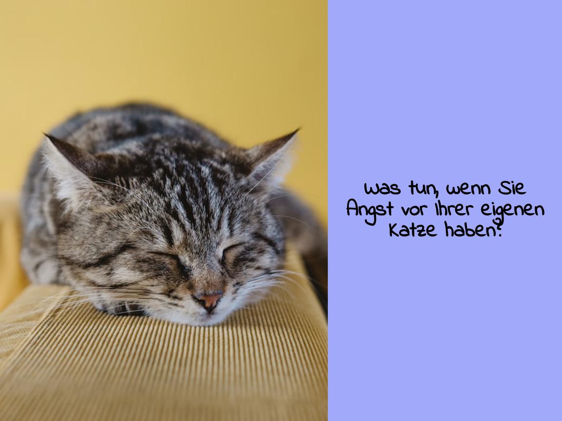 Was tun, wenn Sie Angst vor Ihrer eigenen Katze haben?