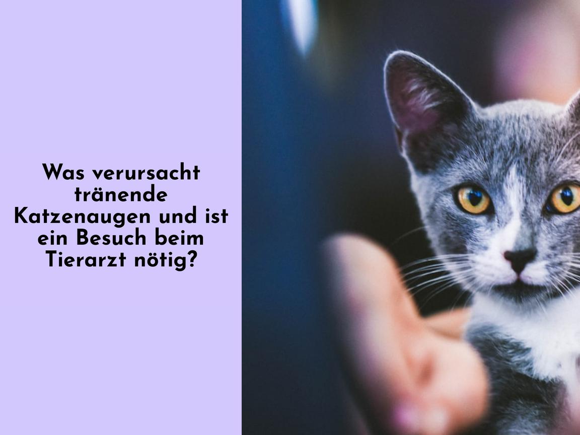 Was verursacht tränende Katzenaugen und ist ein Besuch beim Tierarzt nötig?