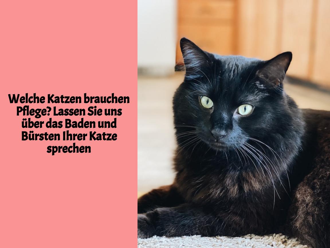 Welche Katzen brauchen Pflege? Lassen Sie uns über das Baden und Bürsten Ihrer Katze sprechen