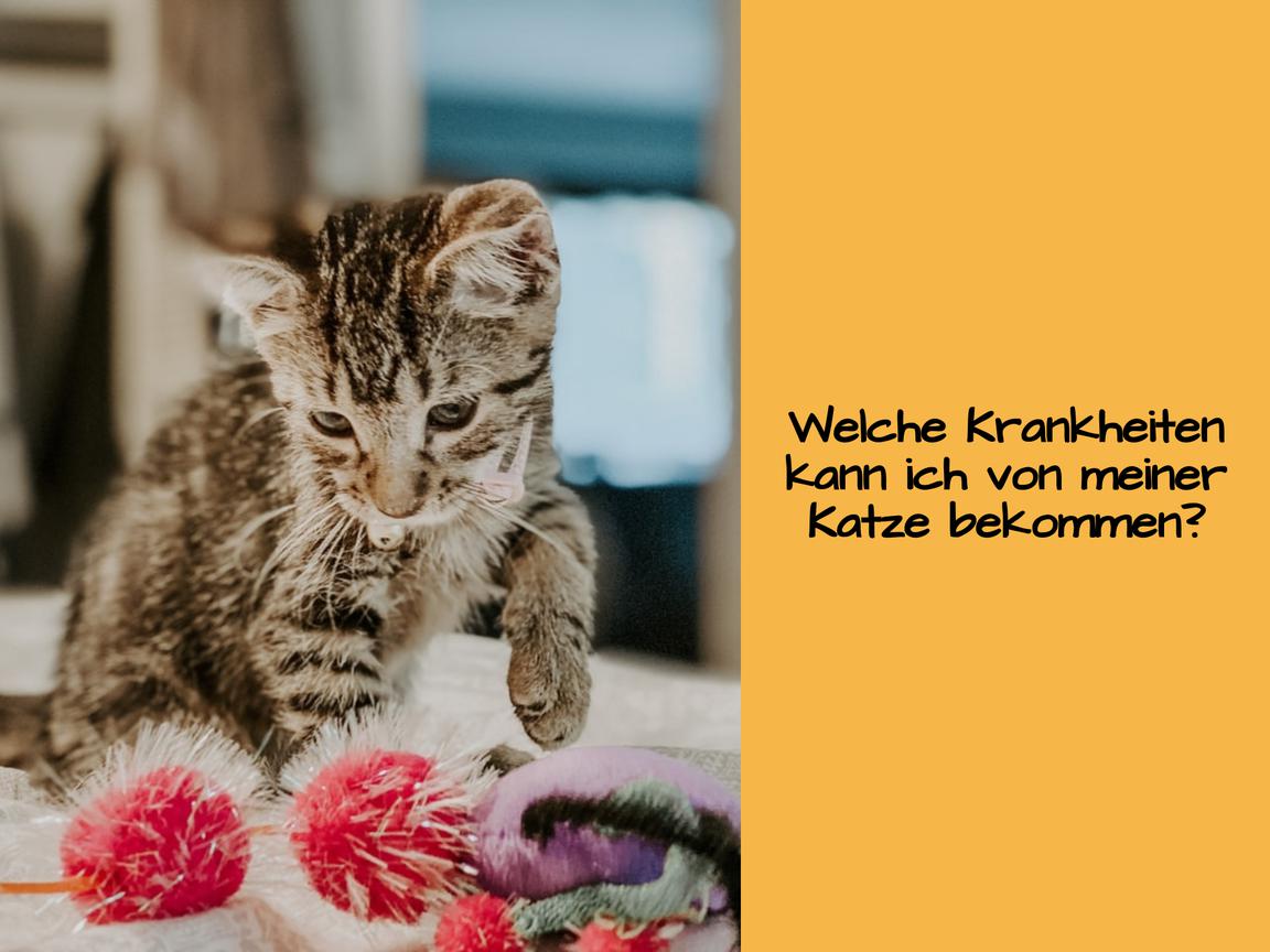 Welche Krankheiten kann ich von meiner Katze bekommen?