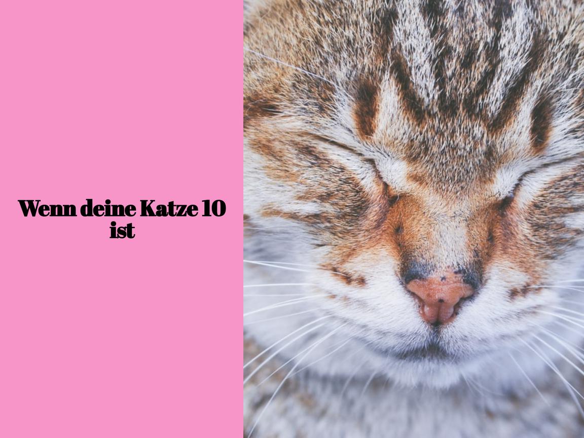 Wenn deine Katze 10 ist