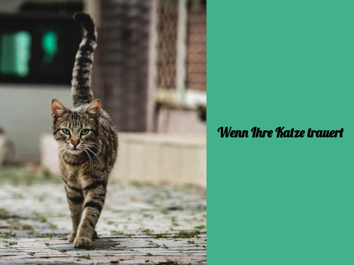 Wenn Ihre Katze trauert