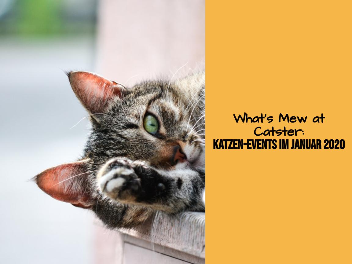 What's Mew at Catster: Katzen-Events im Januar 2020