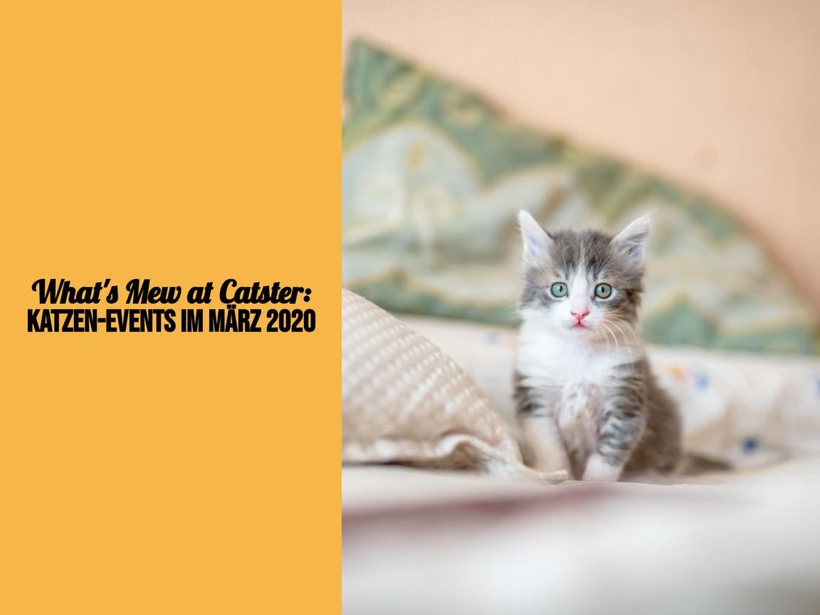 What's Mew at Catster: Katzen-Events im März 2020