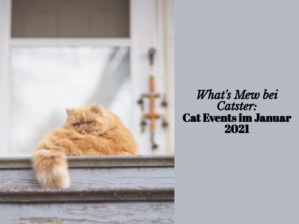 What's Mew bei Catster: Cat Events im Januar 2021