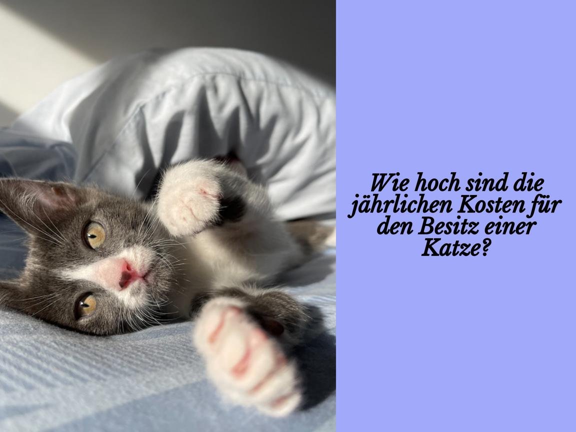 Wie hoch sind die jährlichen Kosten für den Besitz einer Katze?