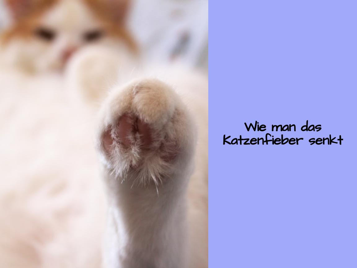 Wie man das Katzenfieber senkt