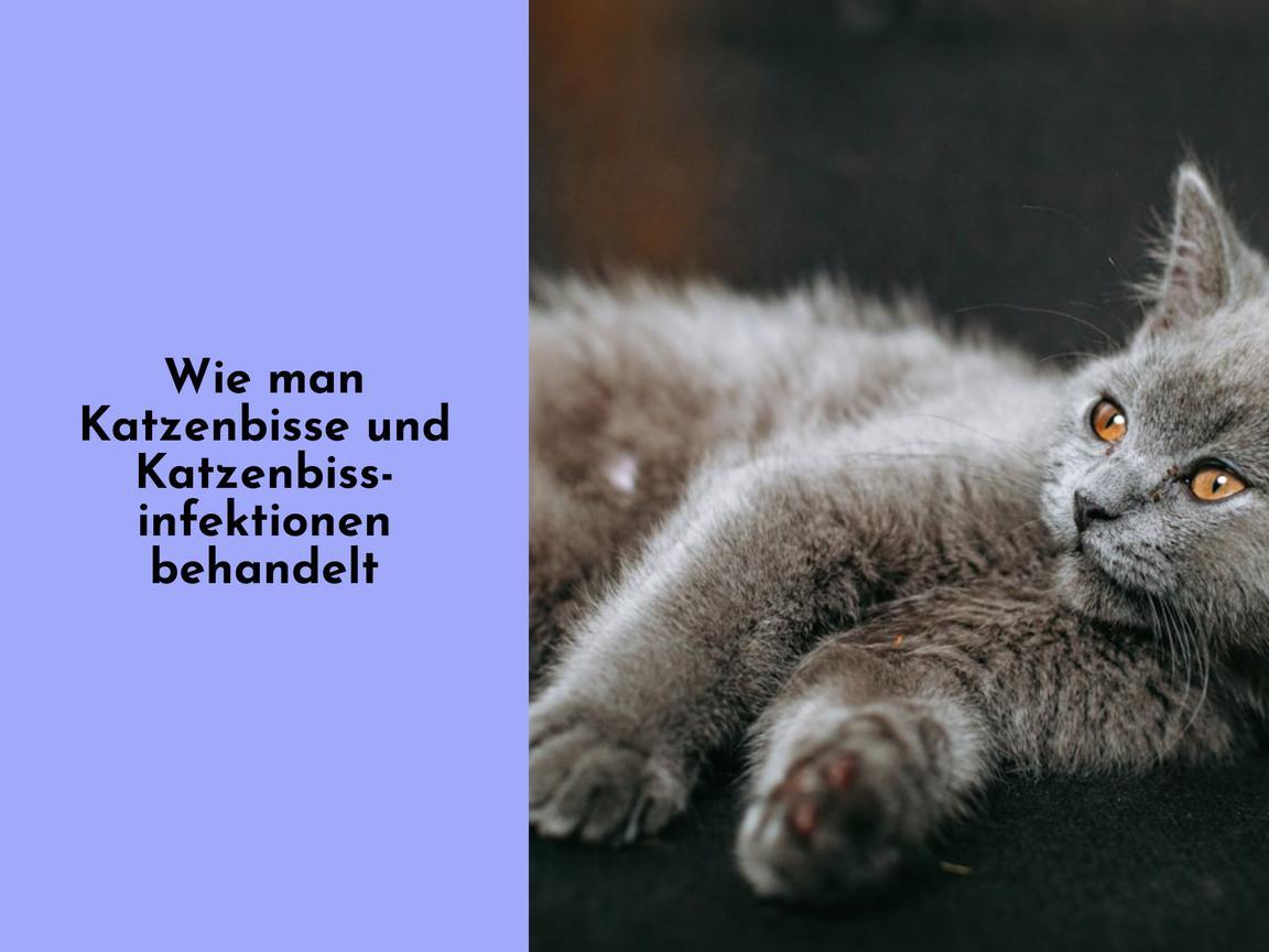 Wie man Katzenbisse und Katzenbissinfektionen behandelt