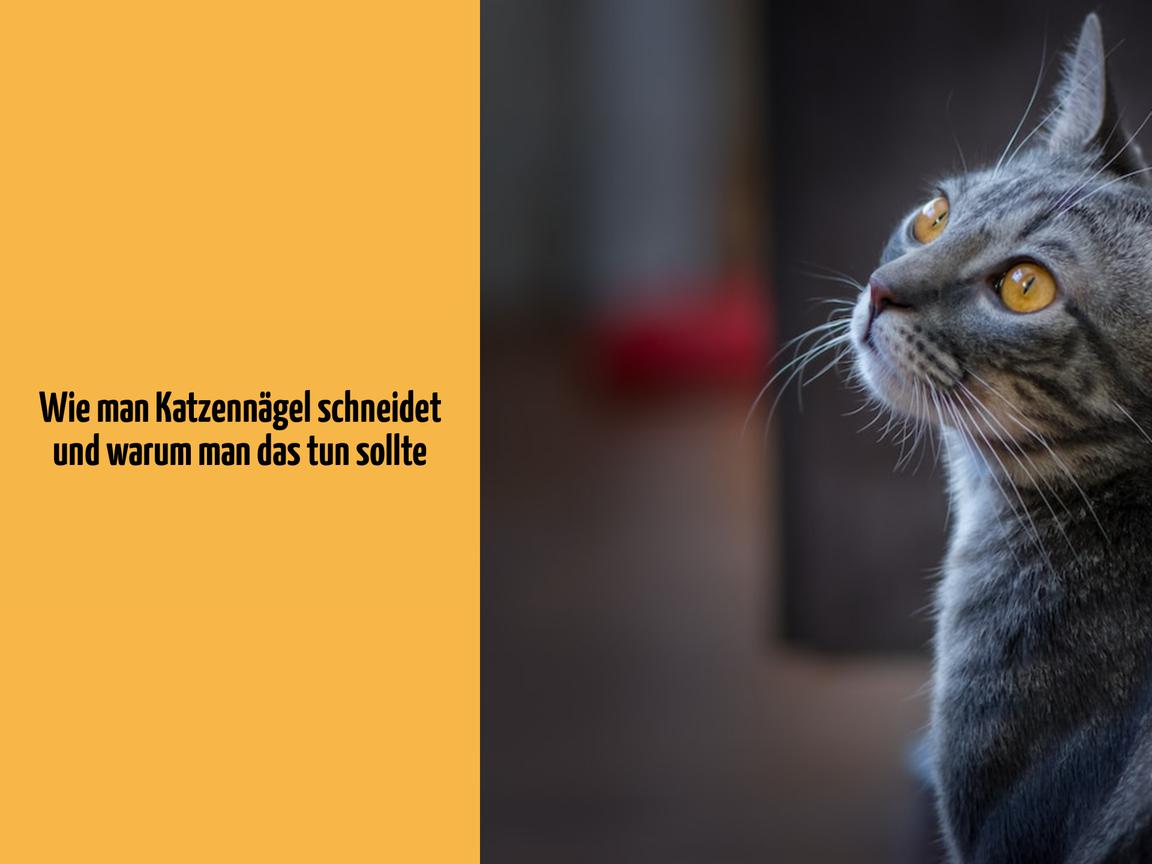 Wie man Katzennägel schneidet und warum man das tun sollte