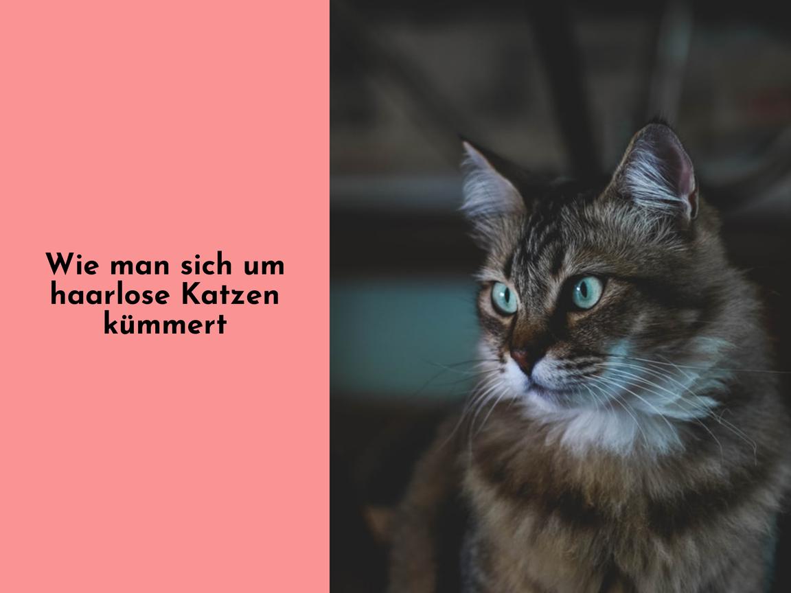 Wie man sich um haarlose Katzen kümmert