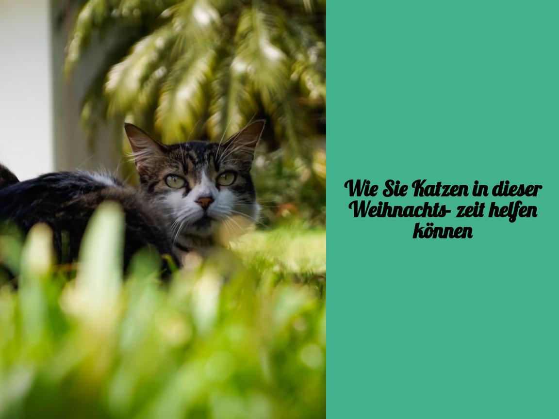 Wie Sie Katzen in dieser Weihnachtszeit helfen können