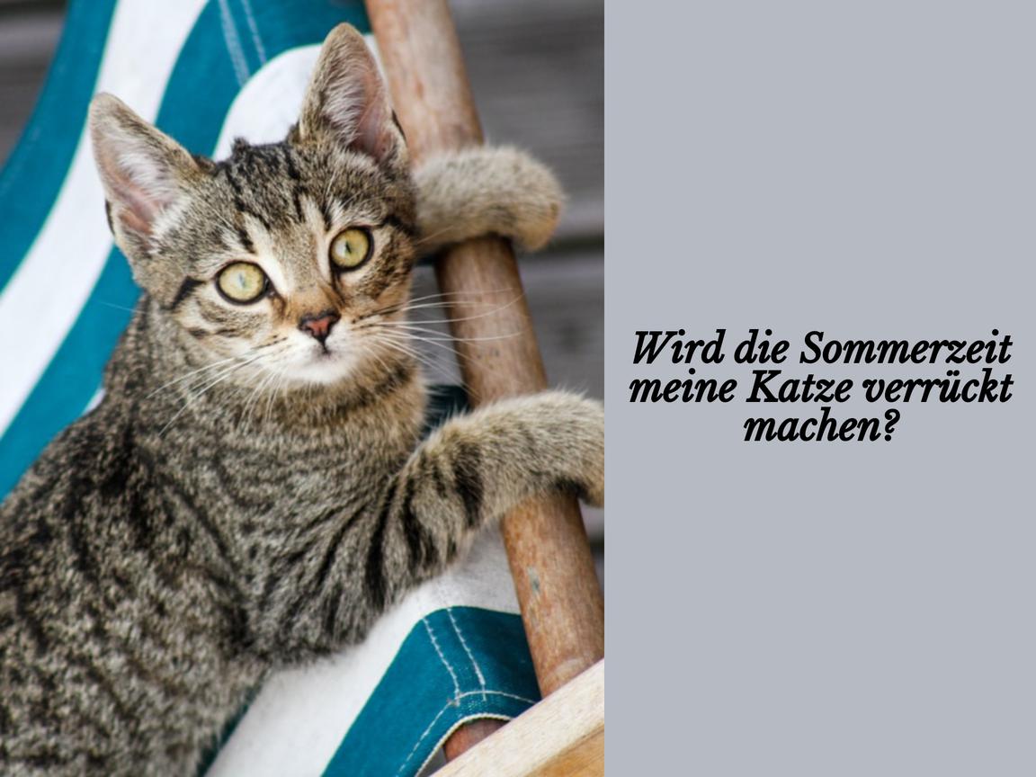 Wird die Sommerzeit meine Katze verrückt machen?