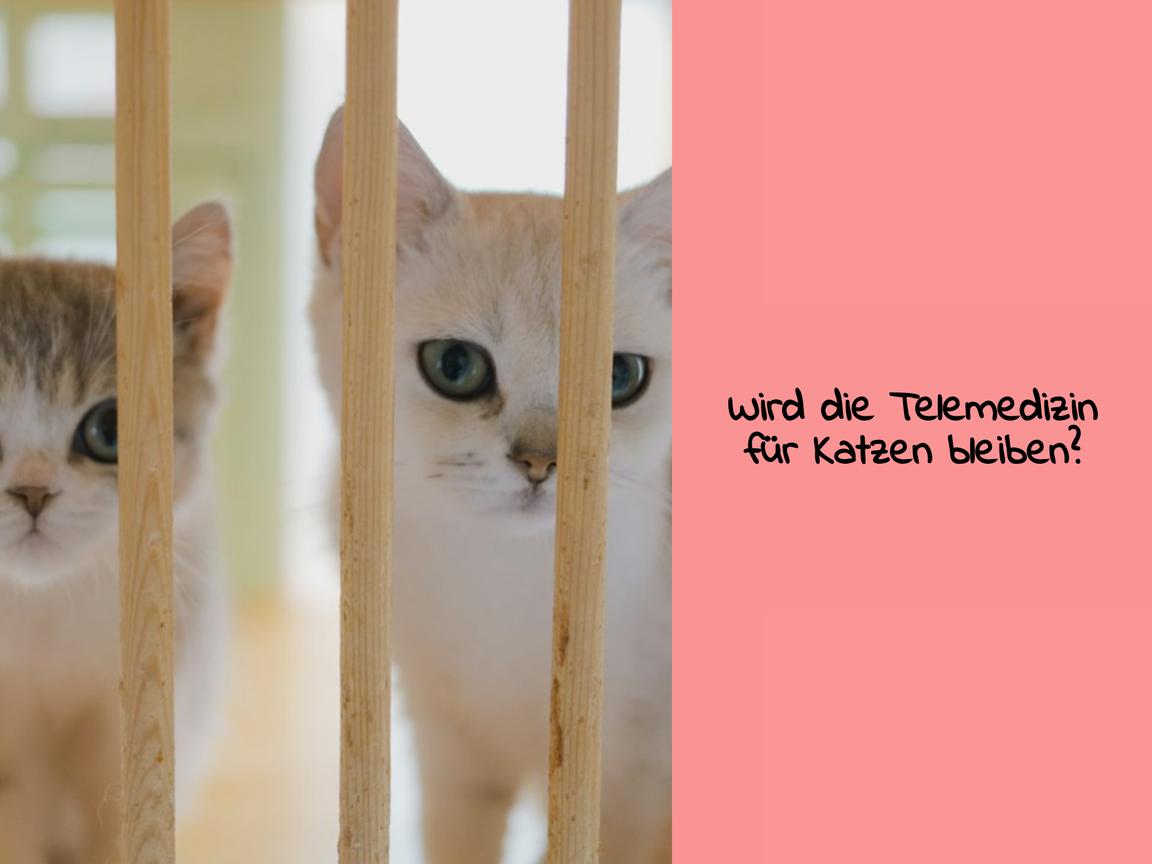 Wird die Telemedizin für Katzen bleiben?