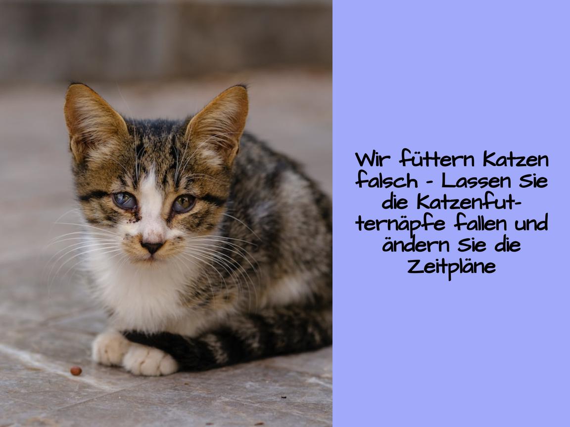 Wir füttern Katzen falsch – Lassen Sie die Katzenfutternäpfe fallen und ändern Sie die Zeitpläne