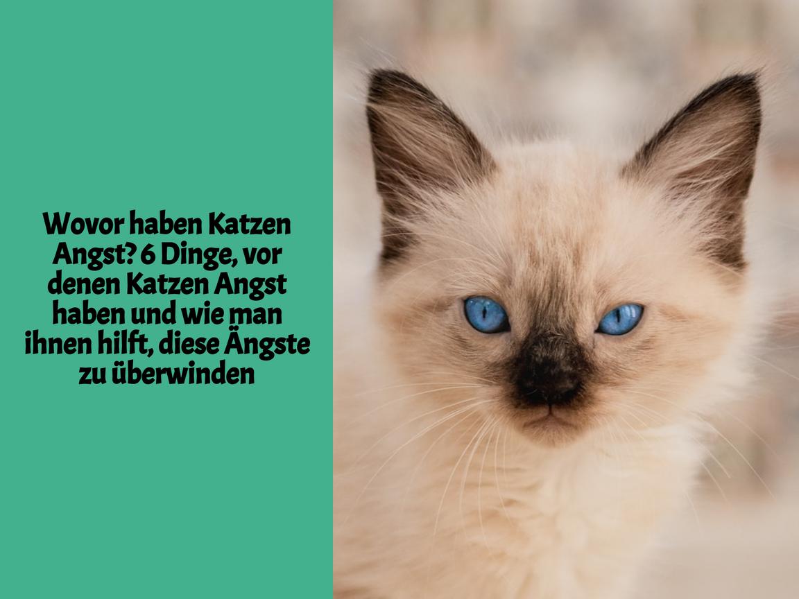 Wovor haben Katzen Angst? 6 Dinge, vor denen Katzen Angst haben und wie man ihnen hilft, diese Ängste zu überwinden